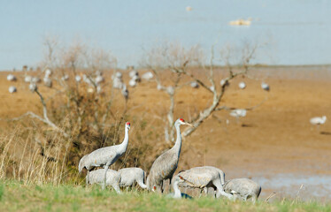 Obraz premium Sandhill Cranes at Hiwassee Sandhill Crane Refuge in Birchwood Tennessee.