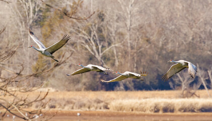 Obraz premium Sandhill Cranes at Hiwassee Sandhill Crane Refuge in Birchwood Tennessee.