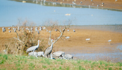 Obraz premium Sandhill cranes at Hiwassee Sandhill Crane Refuge in Birchwood Tennessee.