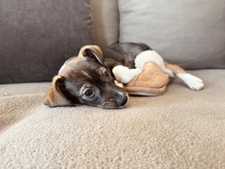 Cute Tricolor Puppy Resting Carpet Side View Stuffed Animal Pensive Look Home Interior
