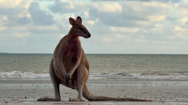 Full body view of a large kangaroo sitting upright on its tail on a sandy beach, with the ocean in the background. Filmed at Casuarina Beach, Cape Hillsborough National Park, Australia.
