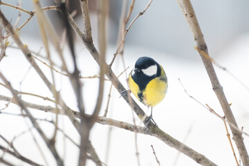 A little tit sits on a tree branch and looks into the frame, against a background of snow © ganusik1304