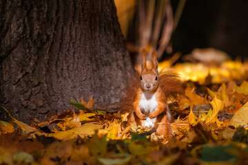 A cute, fluffy red squirrel stands on the ground among fallen maple leaves, looking toward the camera on a sunny autumn day.  © Mariia