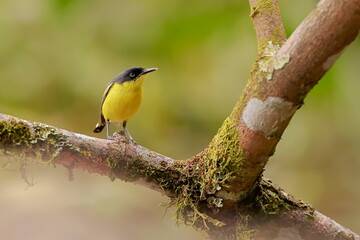 Fototapeta premium Common tody flycatcher, Todirostrum cinereum, Ecuador