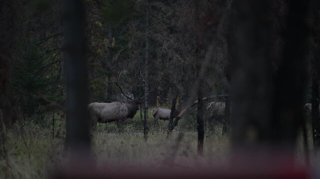 Bull elk during the rut