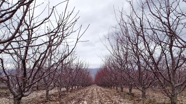 Wide shot of a symmetrical fruit orchard during the dormant winter season with leafless trees planted in neat rows extending toward the distant foggy mountains under a cloudy sky