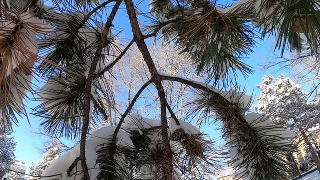 snow-covered trees in the park, pine cone under the snow
