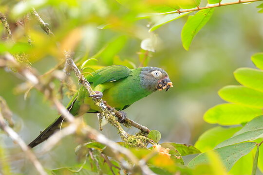 Dusky-headed parakeet, Aratinga weddwllii, Parque Nacional Cayambe-Coca,  Ecuador