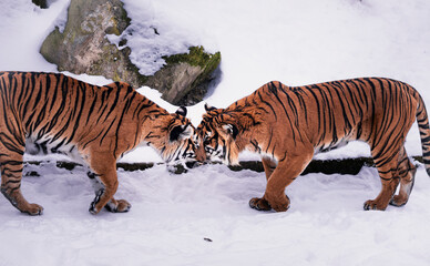 Obraz premium Two Malayan tigers in a zoo showing affection in the snow, nuzzling and cuddling. Tender moment of love and bonding, highlighting natural behavior and emotional connection in winter conditions.