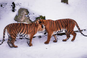 Obraz premium Two Malayan tigers in a zoo showing affection in the snow, nuzzling and cuddling. Tender moment of love and bonding, highlighting natural behavior and emotional connection in winter conditions.