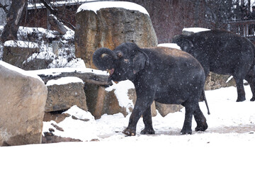 Indian elephant in a zoo enjoying snowfall, lifting its trunk playfully in a snow-covered enclosure. Joyful moment of exotic animal experiencing winter, contrast between warm-climate species and cold 