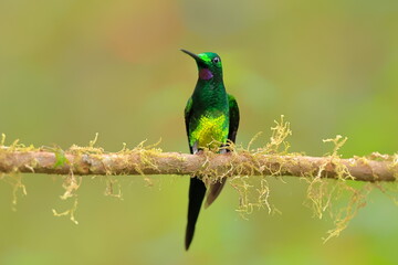 Empress brilliant, Heliodoxa imperatrix, Ecuador