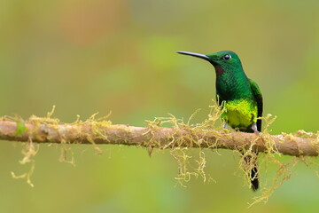 Fototapeta premium Empress brilliant, Heliodoxa imperatrix, Ecuador