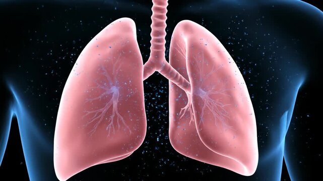 3D Animation of Human Lungs Inflating and Deflating with Oxygen Particles