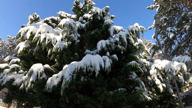A beautiful, frosty winter landscape in a quiet city square. The ground and evergreen trees like spruces and pines are heavily covered in fresh white snow