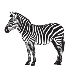 Obraz premium Zebra Silhouette Vector , Zebra Animal Black and White Illustration, Zebra Silhouette Collection