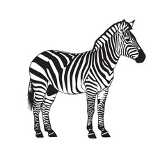 Obraz premium Zebra Silhouette Vector , Zebra Animal Black and White Illustration, Zebra Silhouette Collection