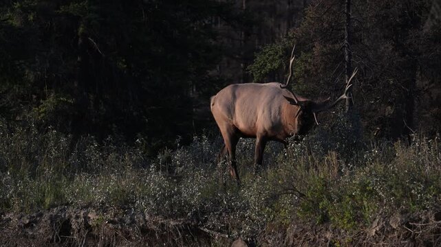 Bull elk during the rut