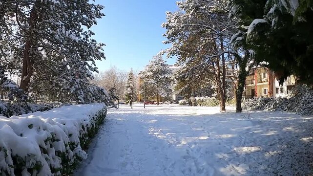 beautiful, frosty winter landscape in a quiet city square. The ground and evergreen trees like spruces and pines are heavily covered in fresh white snow