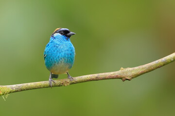 Obraz premium Golden naped tanager, Chalcothraupis ruficervix, Ecuador