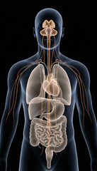 3D human anatomy and organ systems, transparent body with glands and internal organs