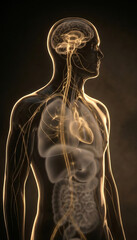 3D human anatomy and organ systems, transparent torso with brain and internal organs
