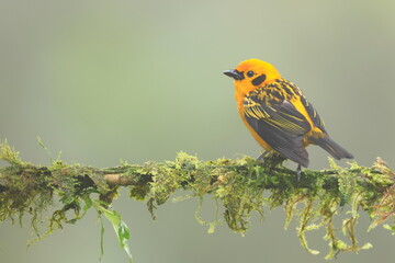 Obraz premium Golden tanager, Tangara arthus, Ecuador