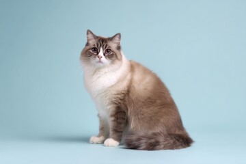Obraz premium Fluffy ragdoll Munchkin cat sitting on pastel blue studio background