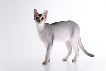 Obraz premium Elegant short-haired Arabian Mau cat standing on white background