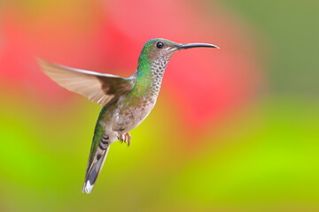 White necked jacobin, Florisuga mellivora, Ecuador