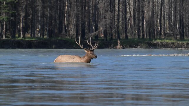 Bull elk during the rut
