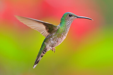 Obraz premium White necked jacobin, Florisuga mellivora, Ecuador