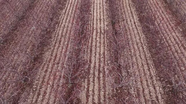 Aerial vertical view looking directly down onto neat rows of an agricultural field showing the rhythmic pattern of planted shrubs and reddish brown soil in a rural setting