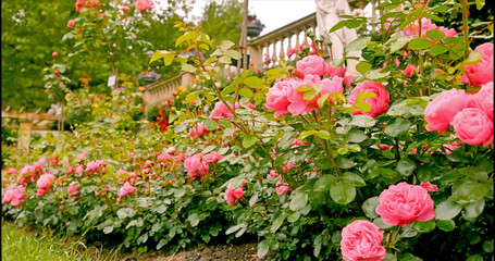 Fototapeta premium Roses bloom in a garden with a stone railing on a bright sunny day in spring