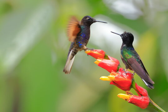 Velvet-purple Coronet, Boissonneaua jardini, Ecuador