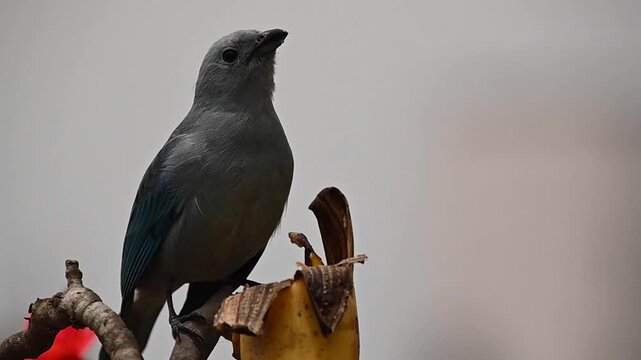Sayaca tanager bird perching on a branch and eating a ripe banana in its natural habitat