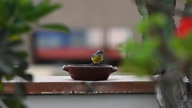 Small yellow wagtail bird taking a refreshing bath in a clay bowl, splashing water around