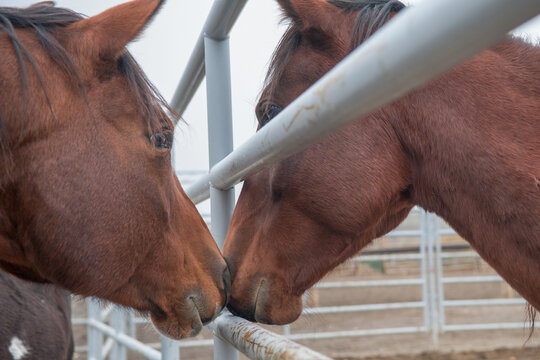 two horses sniffing each other with steel or metal  pipe fencing between them  possible transfer of disease on farm horizontal equime image for horse boarding horse keeping or equine health 