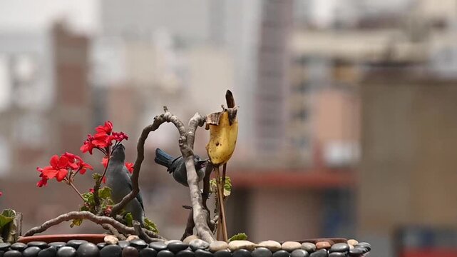 Several wild blue-gray tanagers eating a banana on a bird feeder from a city balcony