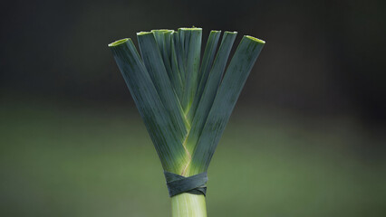 Fresh Green Leek Bunch Tied with Band Close-up on Blurred Garden Background for St Davids Day Welsh National Vegetable Symbol Concept