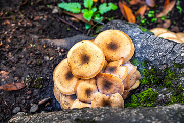 Ringless Honey Mushrooms Growing on Tree Roots in California