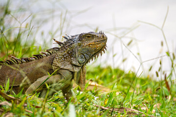 Green Iguana on Grass in a Tropical Florida Park