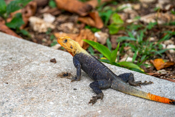 Male Red-Headed Rock Agama Lizard in Florida