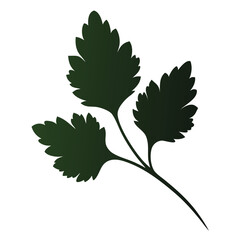 Fototapeta premium coriander leaves silhouette on white background