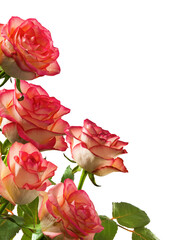 Obraz premium Colorful roses with pink and cream petals arranged on a white background for a floral display or decoration purpose