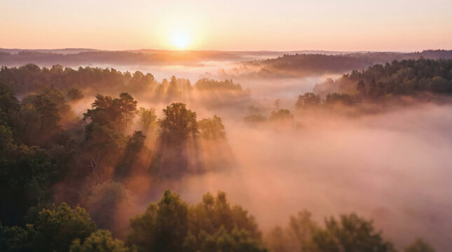 Sunrise forest fog mist sunbeam aerial landscape treetop, golden morning light over woodland valley, soft haze and long shadow creating calm, dreamy atmosphere in nature panorama