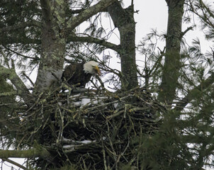 Bald Eagles Nesting