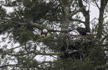 Bald Eagles Nesting © Robert