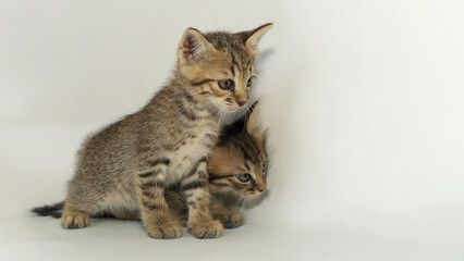Fototapeta premium Cute Little Kittens in Various Poses on Studio Background