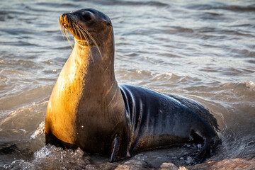 Obraz premium Zalophus wollebaeki (Galápagos-sea-lion) female